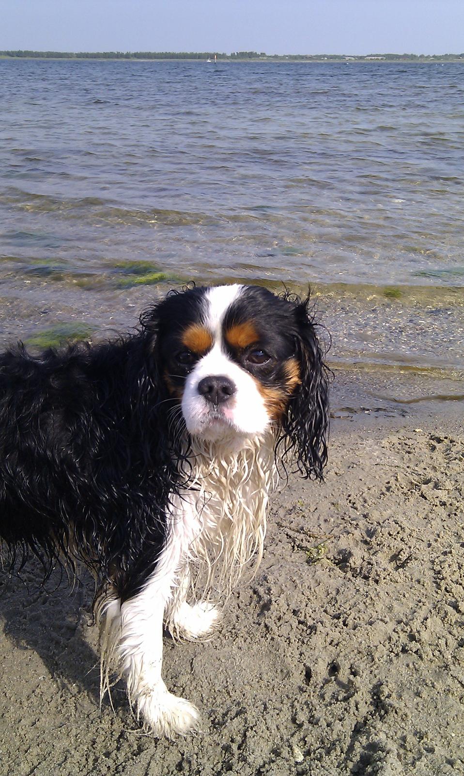 Cavalier king charles spaniel charlie R.I.P billede 5