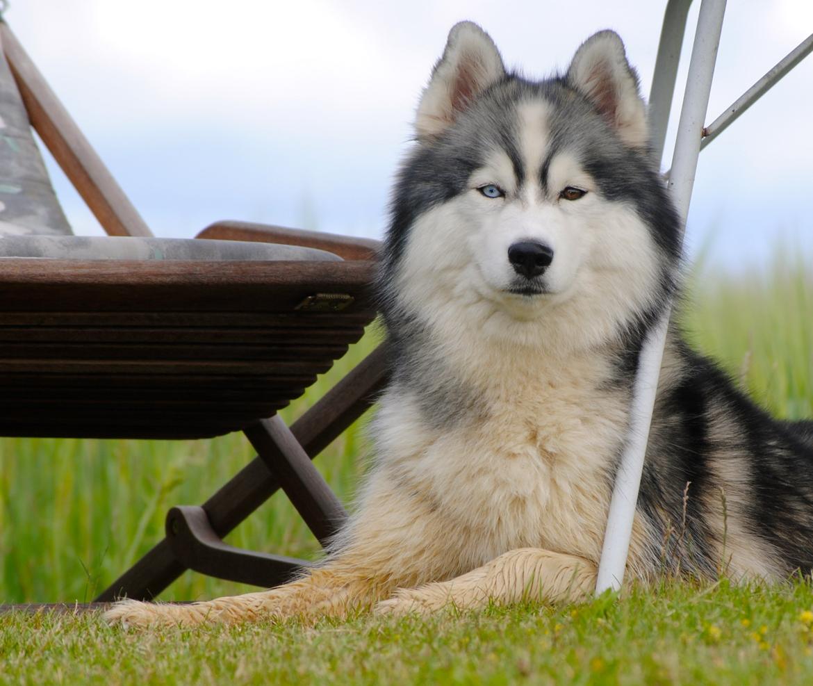 Siberian husky | Jeyzi - *Fotograf. Julie Ingemann - 2012 billede 1