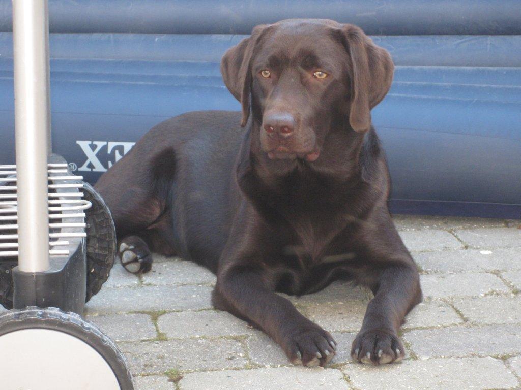 Labrador retriever Balder - Taget sidste sommer. :-)) billede 9