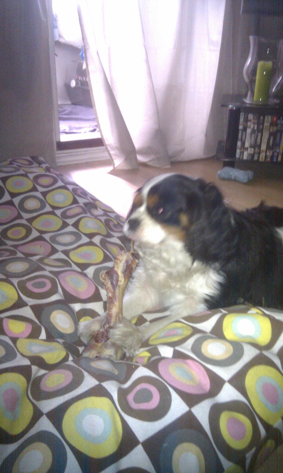 Cavalier king charles spaniel charlie R.I.P billede 6