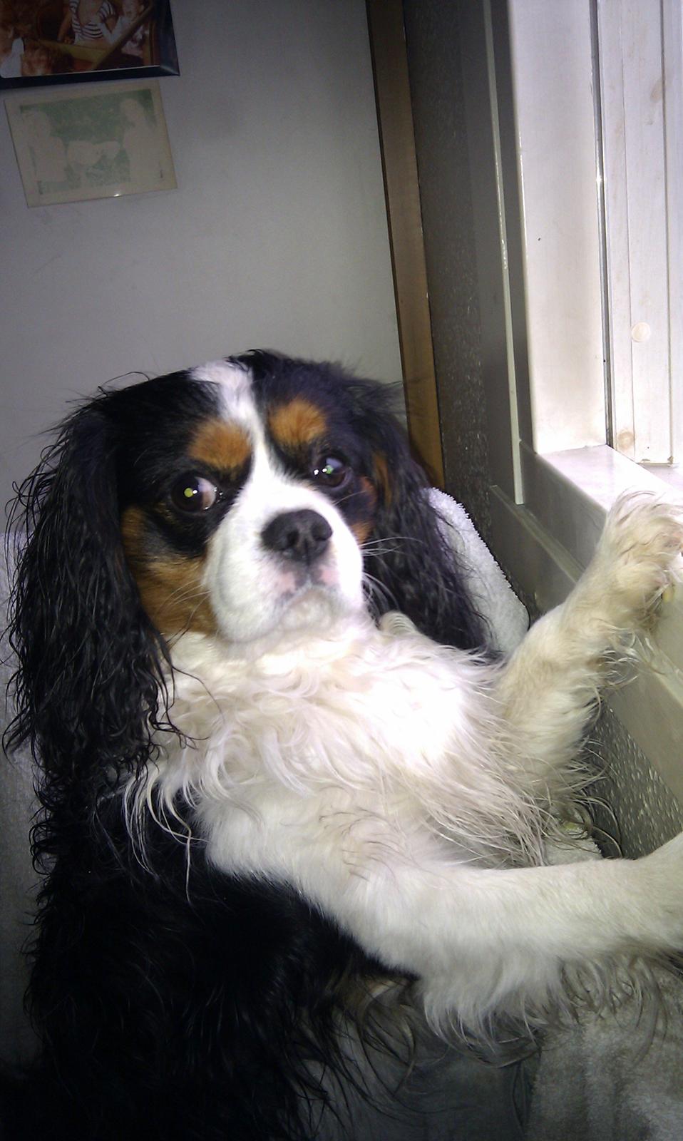 Cavalier king charles spaniel charlie R.I.P billede 7