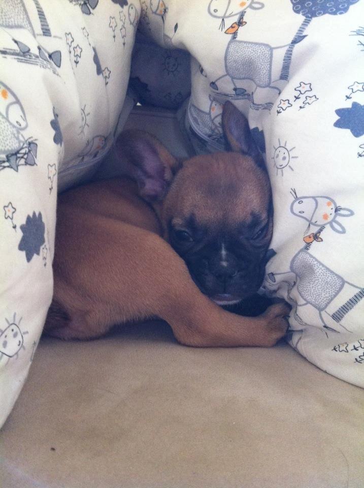 Fransk bulldog Gucci - Min sovehule :) billede 1