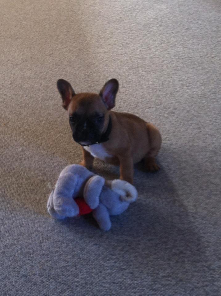 Fransk bulldog Gucci - 8uger og lige kommet hjem til min nye familie :) billede 2