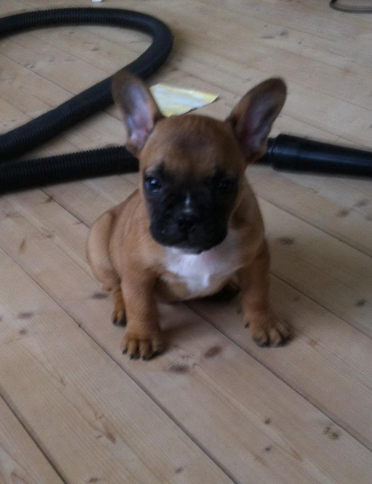 Fransk bulldog Gucci - Mors dejlige lille prins på 10 uger :) billede 3