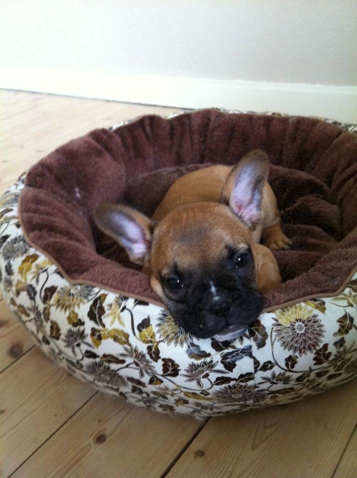 Fransk bulldog Gucci - Hygger i kurven :) billede 4