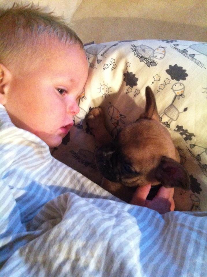 Fransk bulldog Gucci - aftenhygge i mit nye hjem :) billede 5