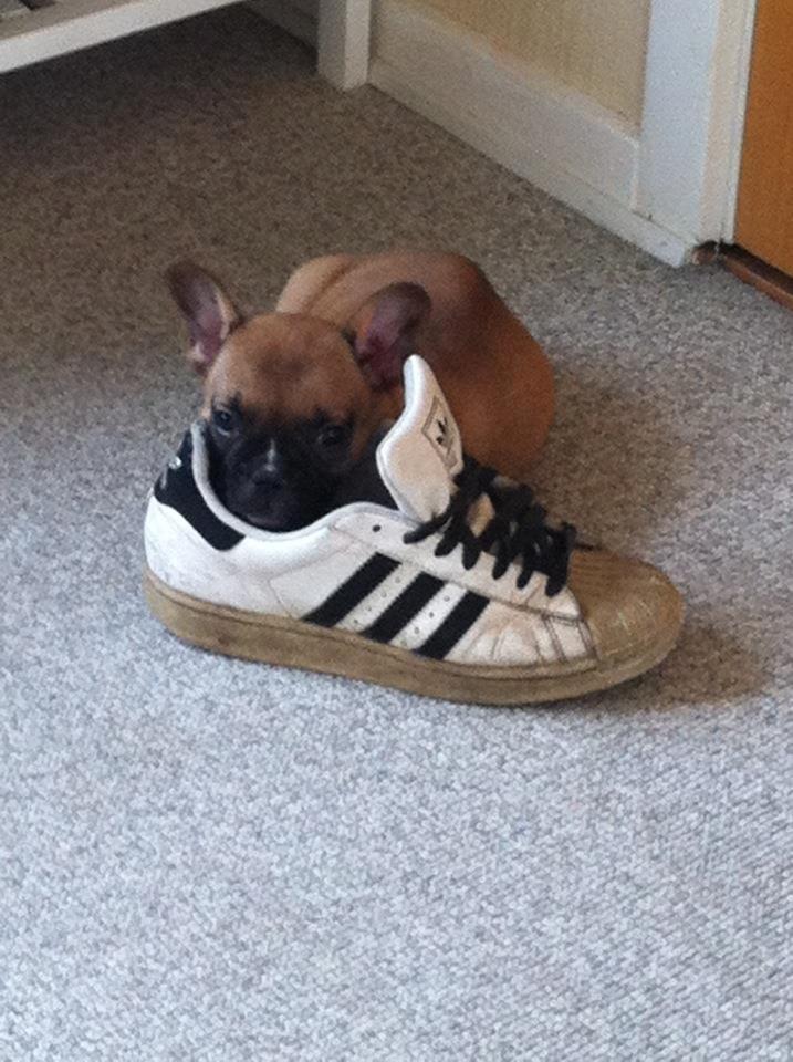 Fransk bulldog Gucci - 9 uger :) billede 7