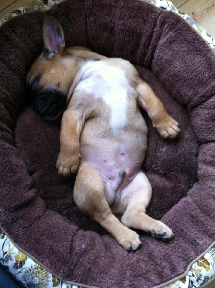 Fransk bulldog Gucci - Flader ud :) billede 8