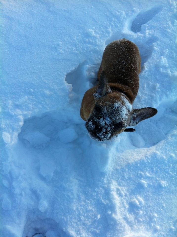 Fransk bulldog Gucci - Min føreste sne :) billede 9
