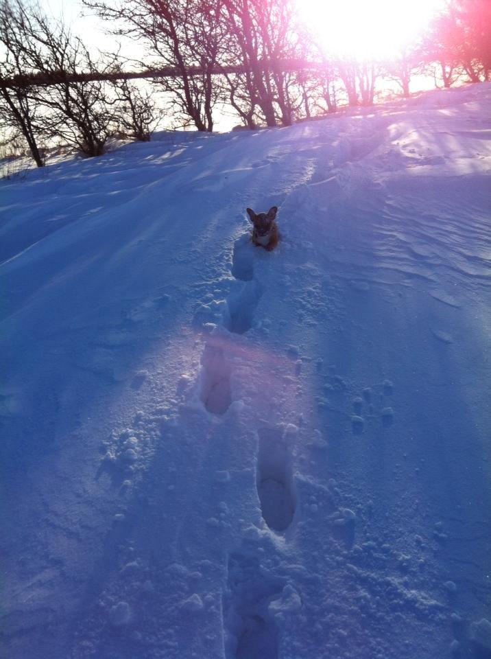 Fransk bulldog Gucci - Min første sne :) billede 11