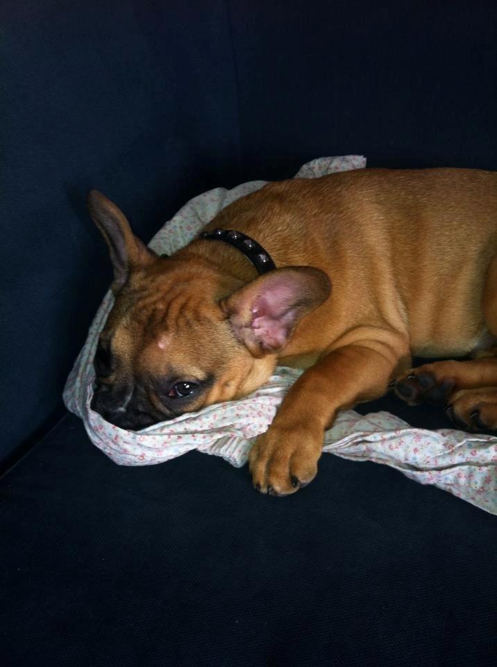 Fransk bulldog Gucci - Mors natbukser kan være svære at sige farvel til om morgenen :) billede 12