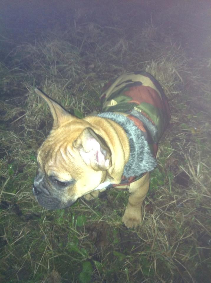 Fransk bulldog Gucci - Min første vinterjakke :) billede 13