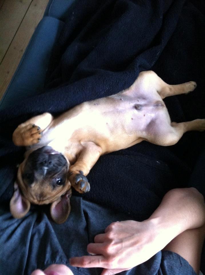 Fransk bulldog Gucci - Charmetrolden :) billede 14