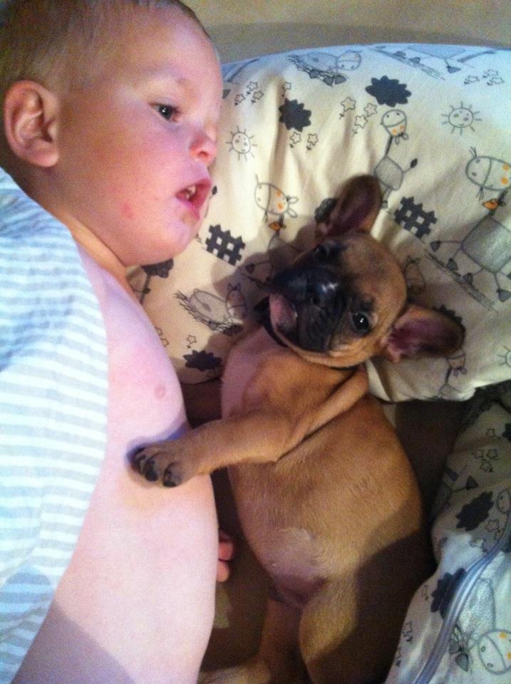 Fransk bulldog Gucci - 8 uger :) billede 15