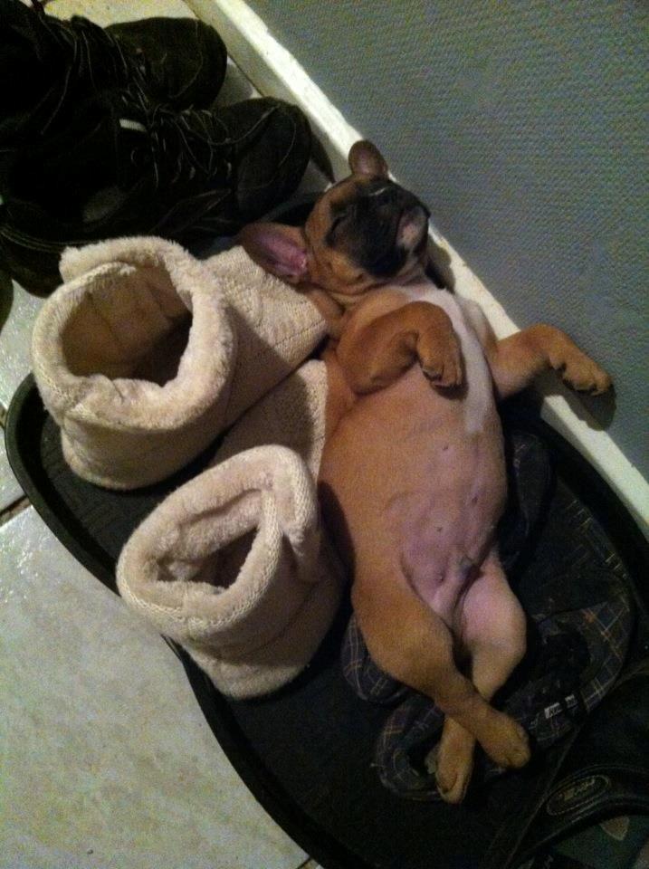 Fransk bulldog Gucci - Her vil jeg da bare sove! :) billede 16