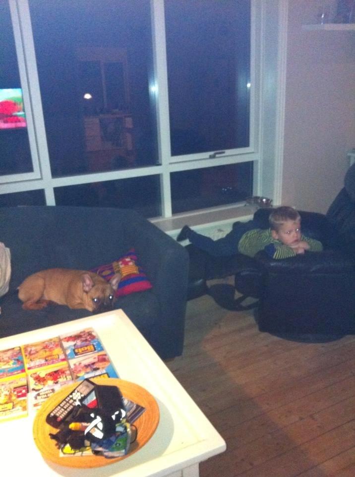 Fransk bulldog Gucci - det må være en meget god film :) billede 17