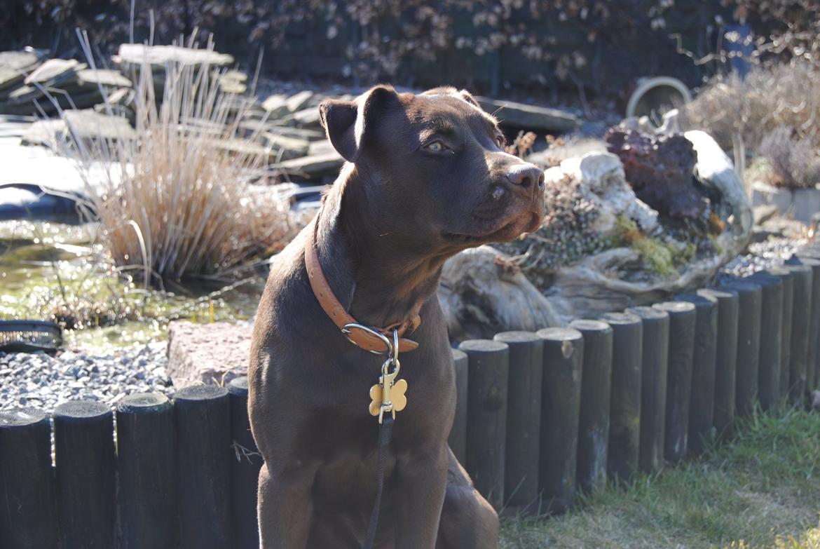 Blanding af racer Tyson - Tyson :) billede 2