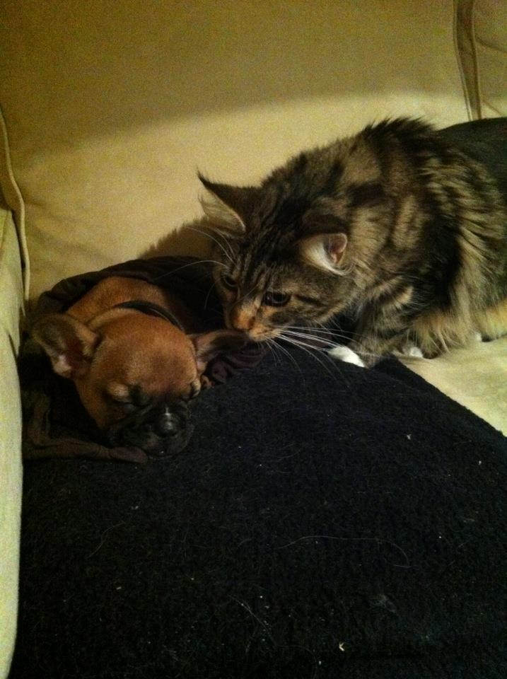 Fransk bulldog Gucci - Cleo missen var også nysgerrig og større end mig da jeg ankom i mit nye hjem 8 uger gammel :) billede 18