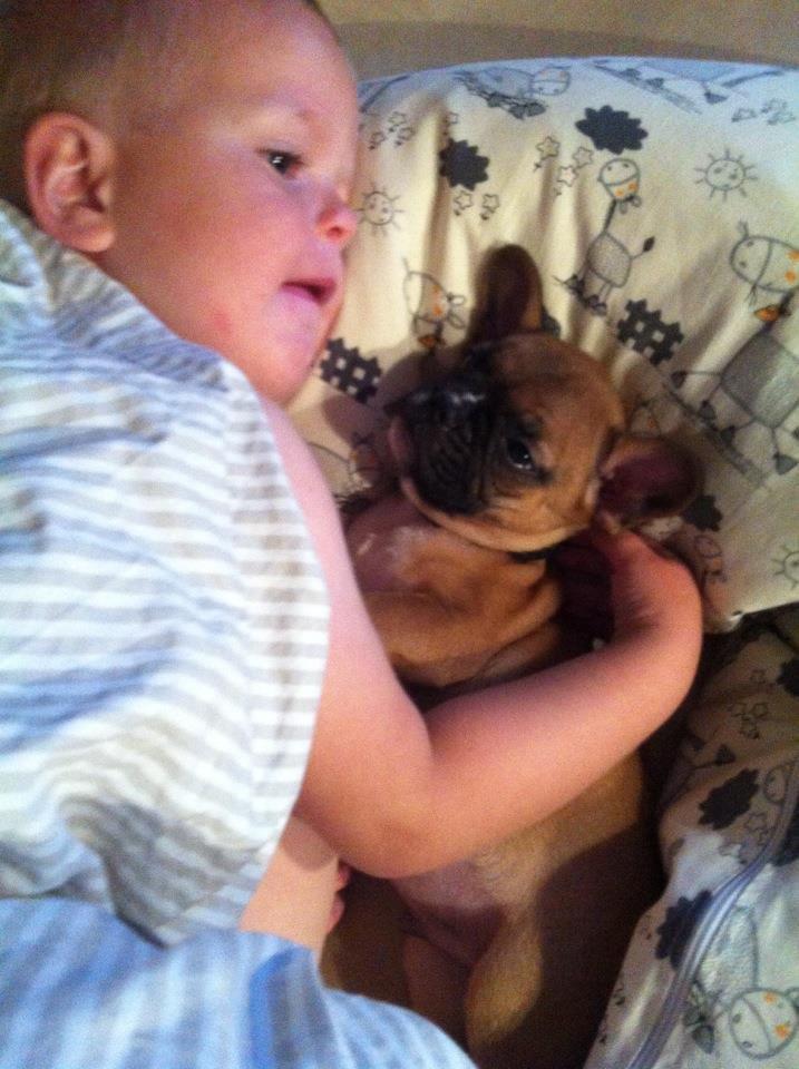 Fransk bulldog Gucci - Hygger :) billede 19