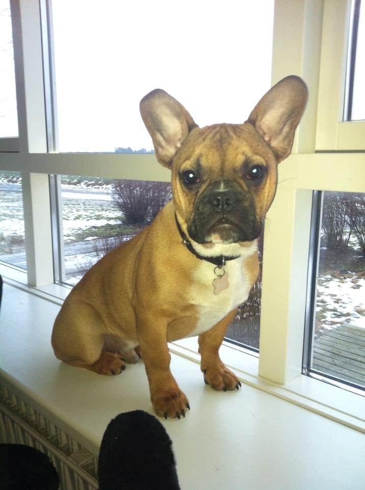 Fransk bulldog Gucci - 7måneder idag, min vægt siger nu 17,2 kg :) billede 20