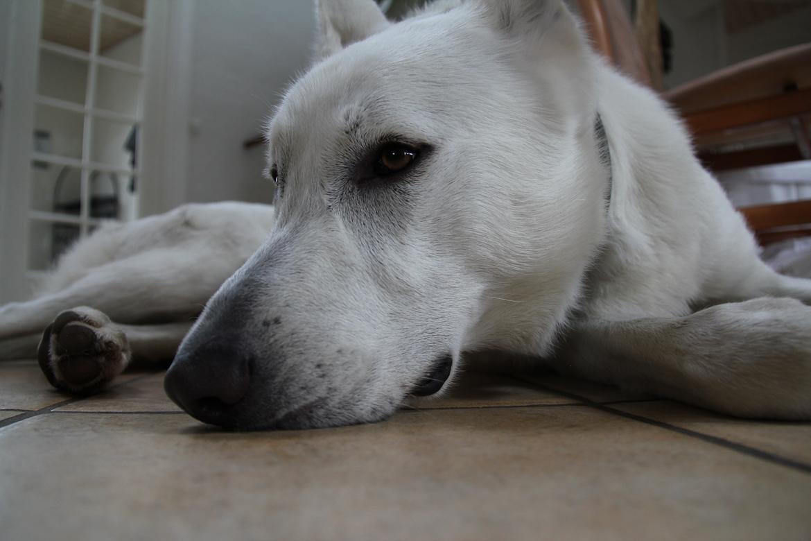 Hvid schæfer Django billede 15