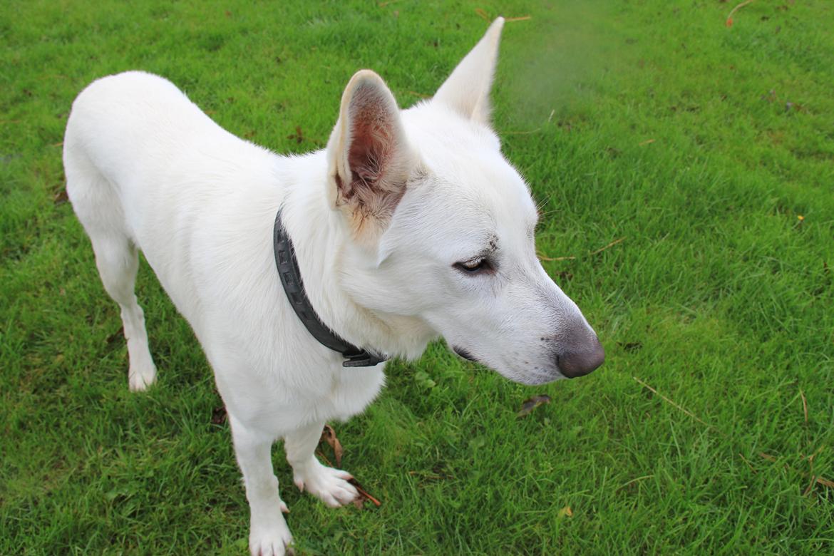 Hvid schæfer Django billede 13