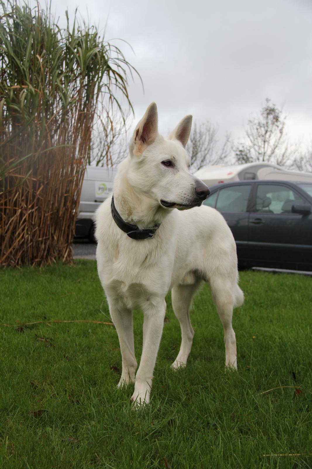 Hvid schæfer Django billede 9