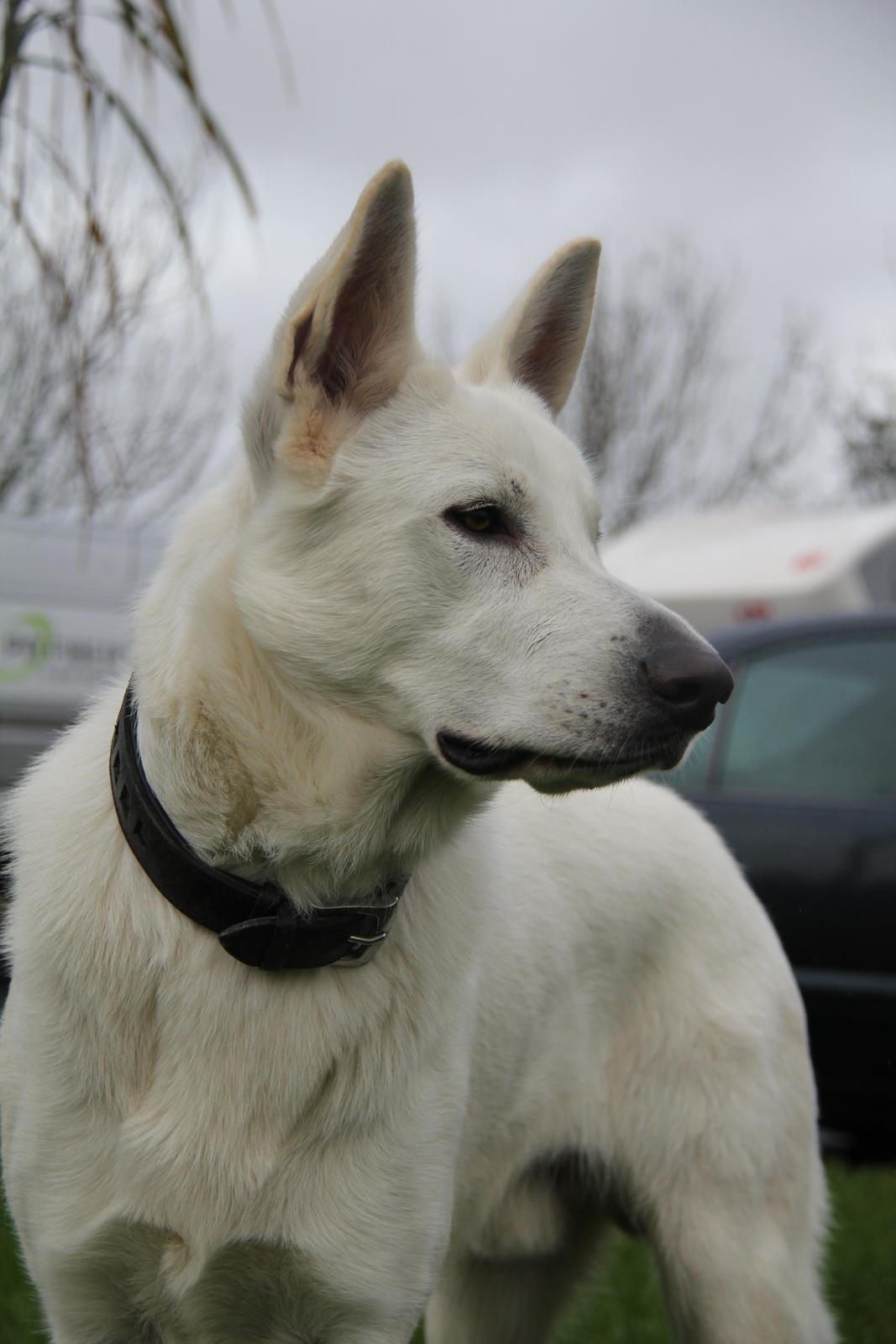 Hvid schæfer Django billede 10