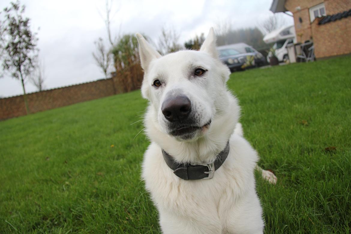 Hvid schæfer Django billede 11