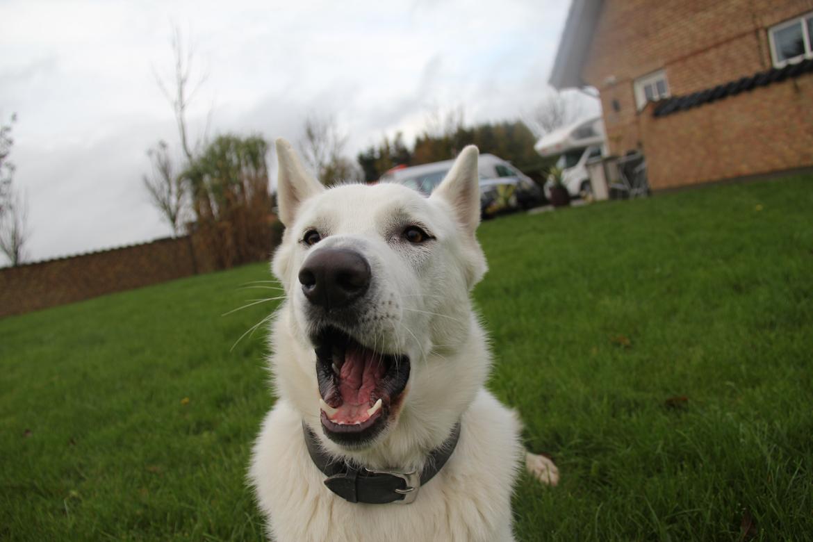 Hvid schæfer Django billede 12