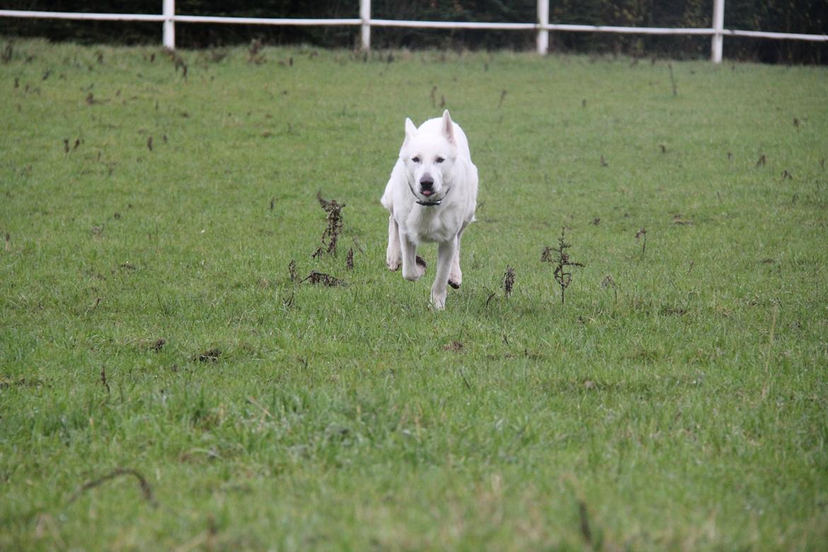 Hvid schæfer Django billede 14