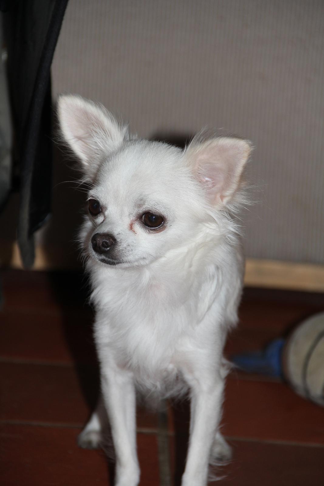 Chihuahua Hany vom Elmblick billede 9