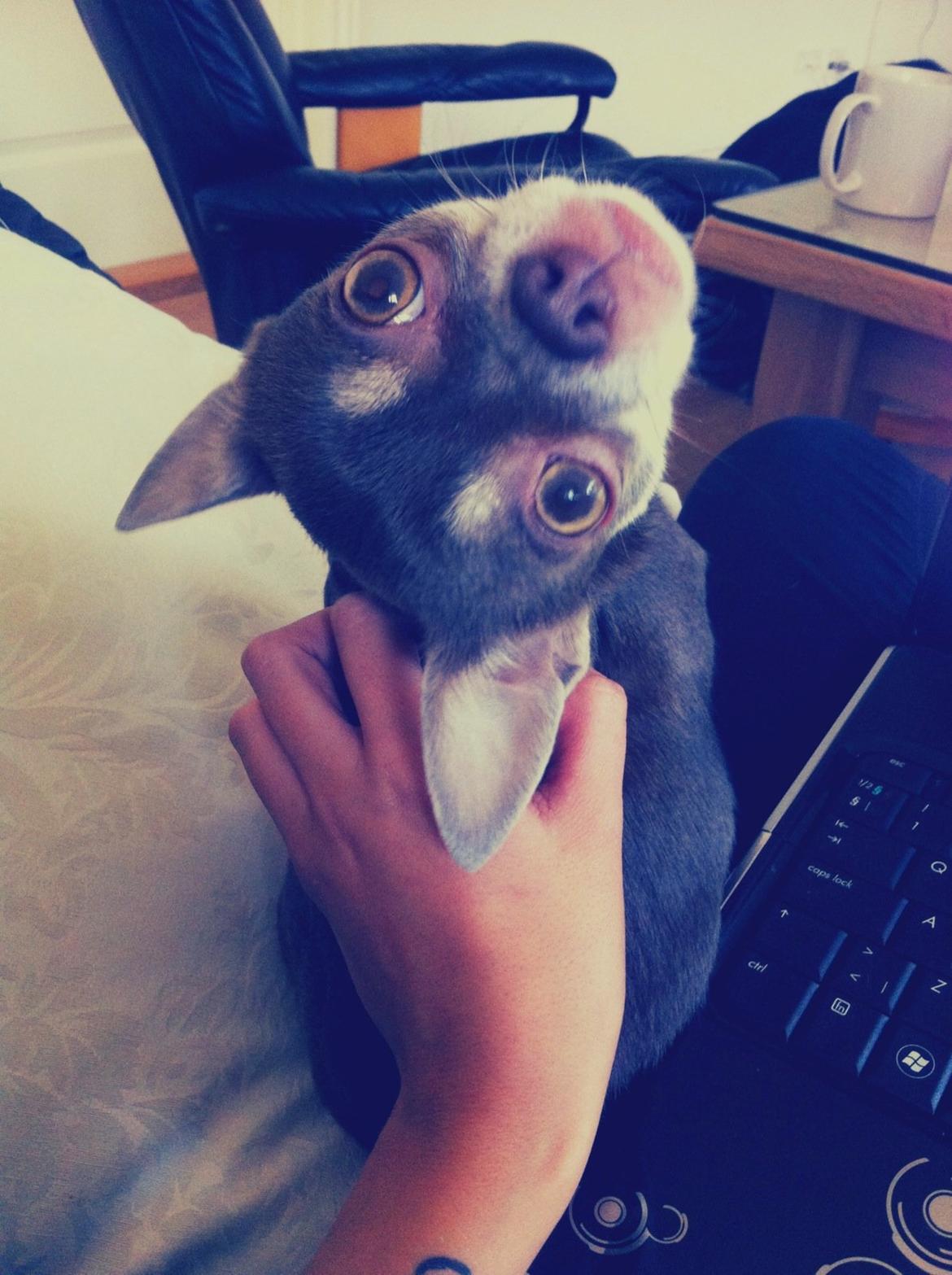 Chihuahua Kayla billede 3