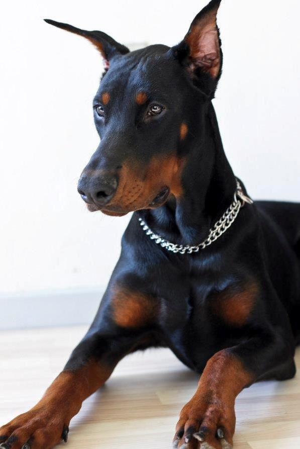 Dobermann Izrafel Napoleon Nacholious billede 3
