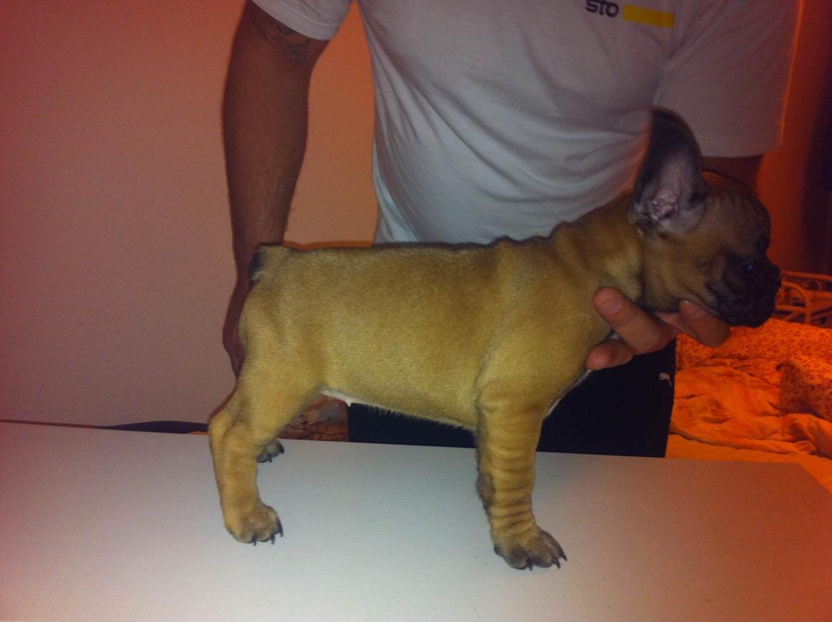 Fransk bulldog Fie billede 9