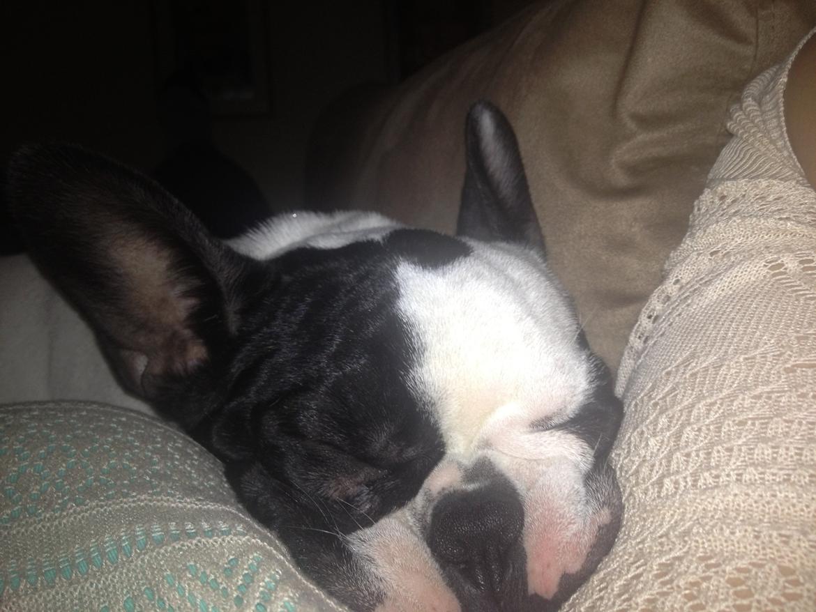 Fransk bulldog Denga billede 15