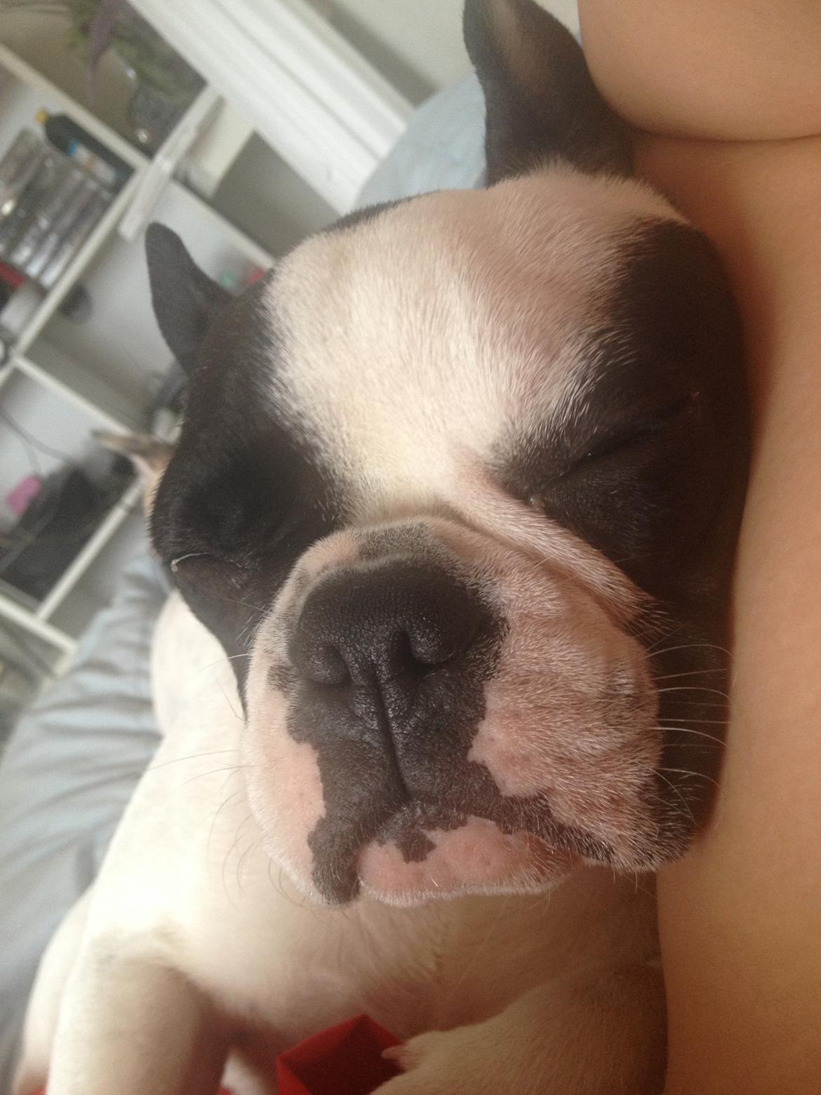 Fransk bulldog Denga billede 16