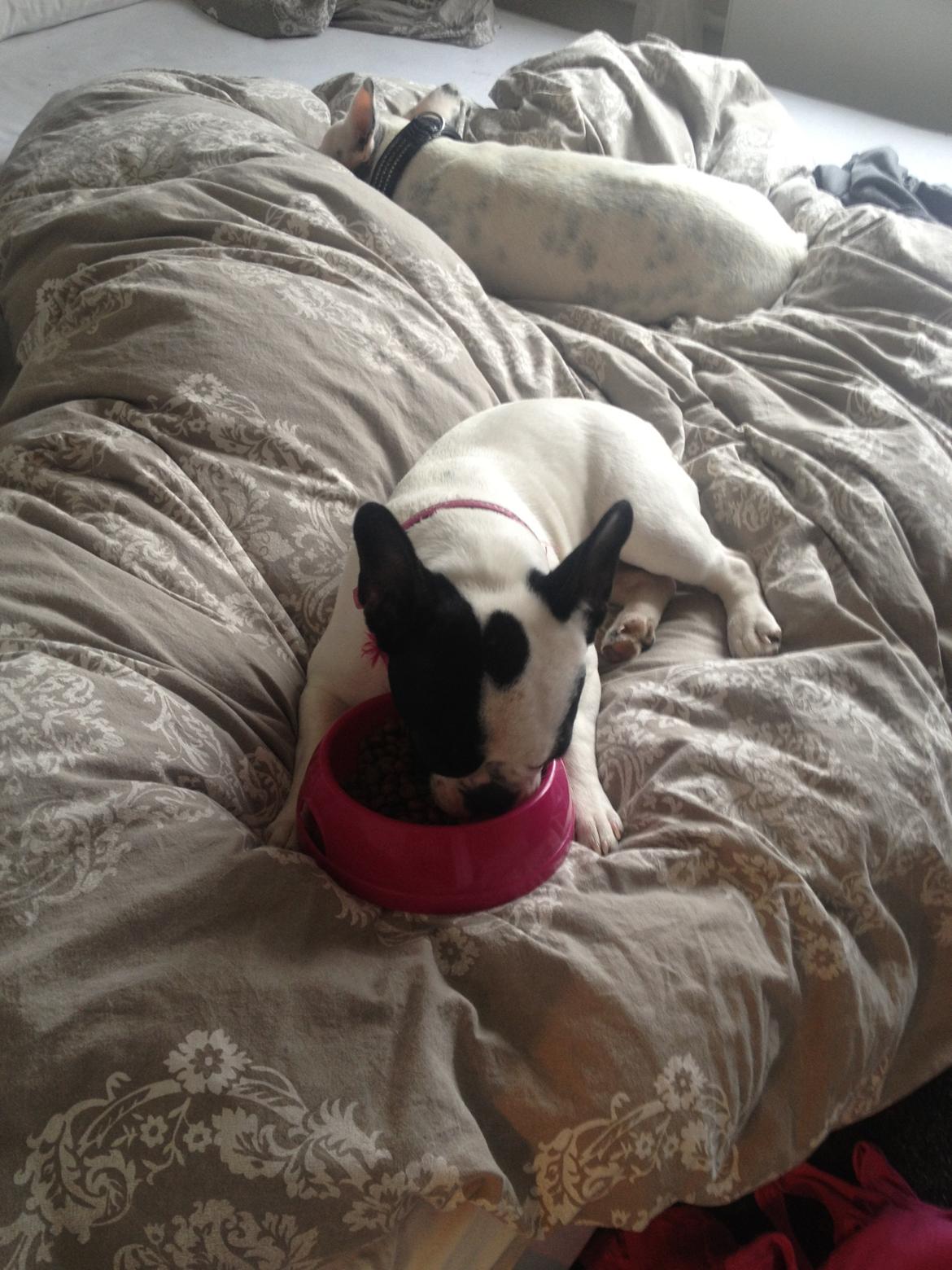 Fransk bulldog Denga billede 17