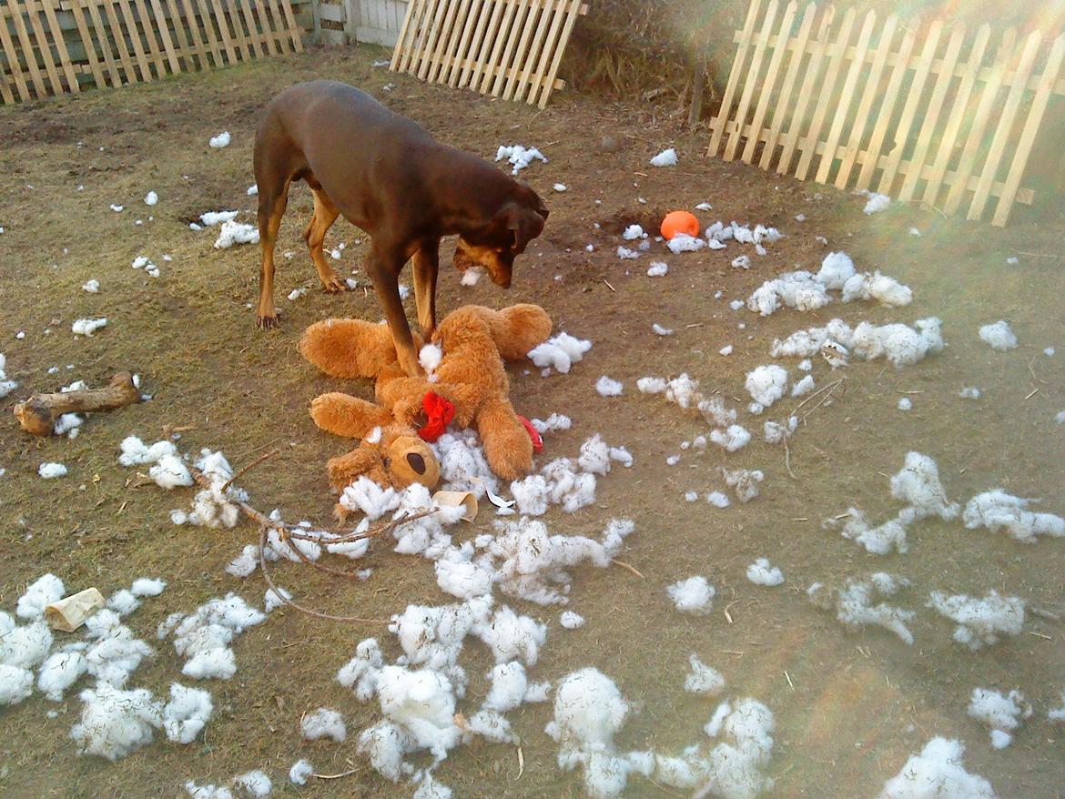 Blanding af racer Kenzo - Har vist misforstået det der med: Build-A-Bear.. Og tror det er: Killed-A-Bear. ;) billede 16