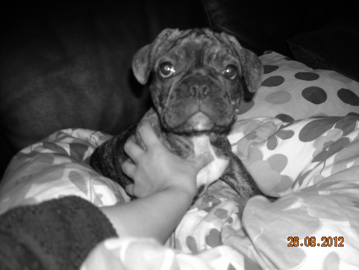 Fransk bulldog Felix - Himmelhund. billede 1