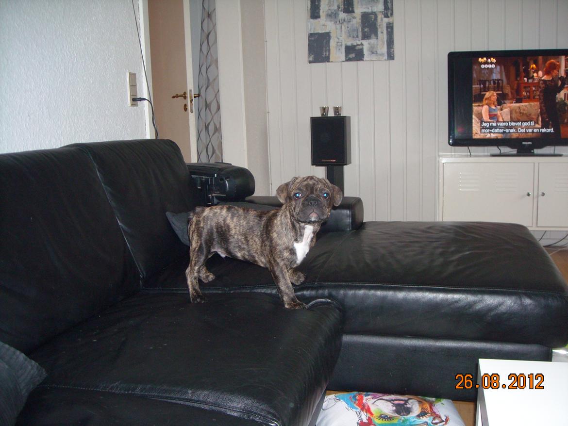 Fransk bulldog Felix - Himmelhund. billede 2