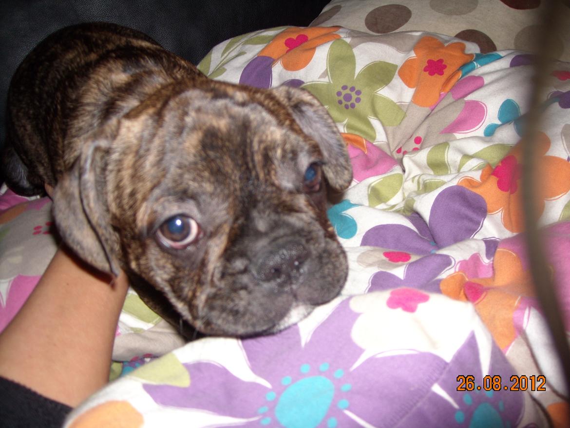 Fransk bulldog Felix - Himmelhund. billede 3