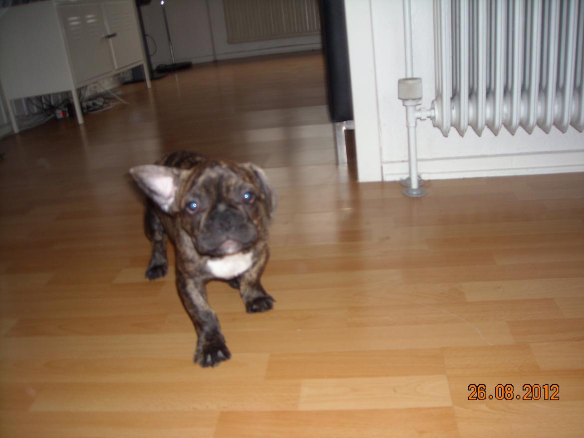 Fransk bulldog Felix - Himmelhund. billede 4