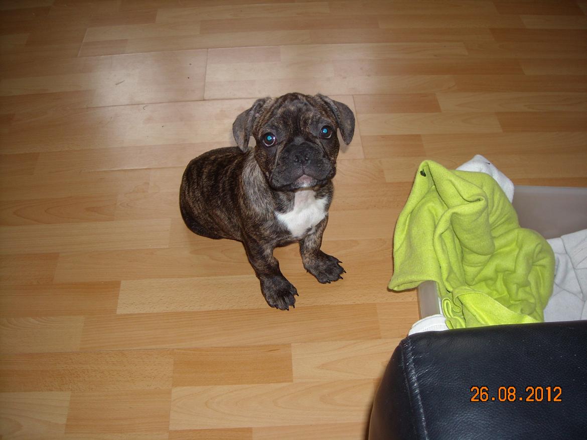 Fransk bulldog Felix - Himmelhund. billede 5