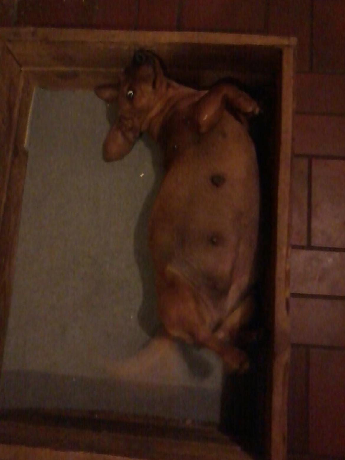 Gravhund Mille billede 6