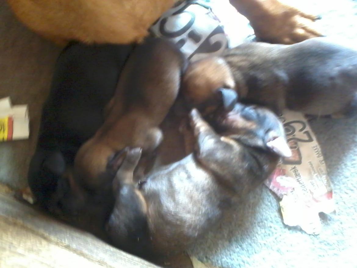 Gravhund Mille - Så er der kommet fire nye hvalpe til verden
12/04 billede 9