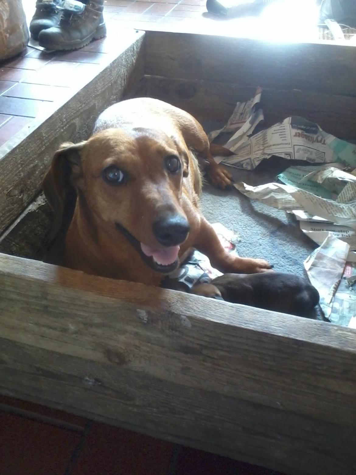 Gravhund Mille billede 10