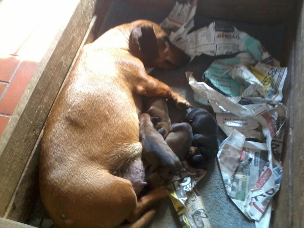 Gravhund Mille billede 11