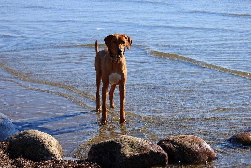 Rhodesian ridgeback Sasso billede 15