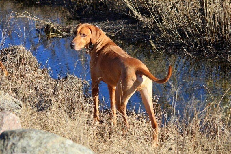 Rhodesian ridgeback Sasso billede 16